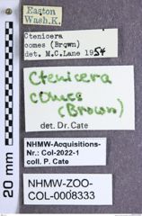 Etiketten zu Proludius comes (Brown, 1939) (NHMW-ZOO-COL-0008333)